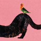Dettaglio della stampa originale del gatto nero e del pappagallo sul fondo rosa.